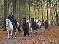 Dateiname=PB120213-weideabtrieb-2016-stuten.JPG
Dateigröße=496KB
Abmessungen: 1200x900
hinzugefügt am: 12. November 2016 PB120213-weideabtrieb-2016-stuten.JPG
