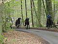 Dateiname=P5060015-islandstuten-2017.JPG
Dateigröße=551KB
Abmessungen: 1200x900
hinzugefügt am: 02. Juni 2017 P5060015-islandstuten-2017.JPG