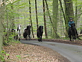 Dateiname=P5060017-islandstuten-2017.JPG
Dateigröße=544KB
Abmessungen: 1200x900
hinzugefügt am: 02. Juni 2017 P5060017-islandstuten-2017.JPG