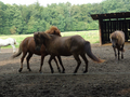 2007_0722Rutenmuehle10085.JPG