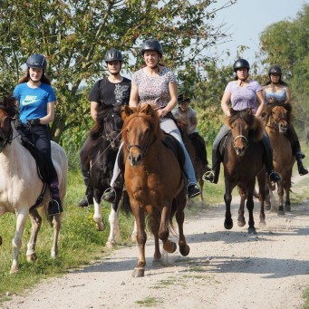 06.09.2014 Neue Alben in der Islandpferde Fotogalerie