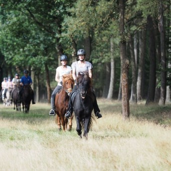 11.09.2016 Heideblütenritt bei Sommerwetter