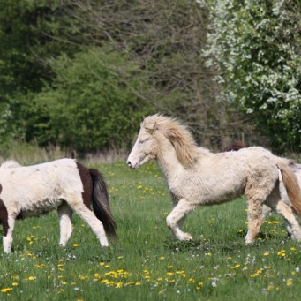 06.10.2014 Erfolgreiche Rutenmühler Nachzucht