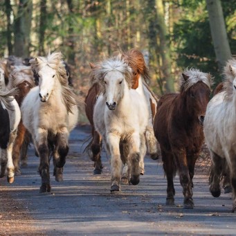 14.02.2015 Junghengste im Februar