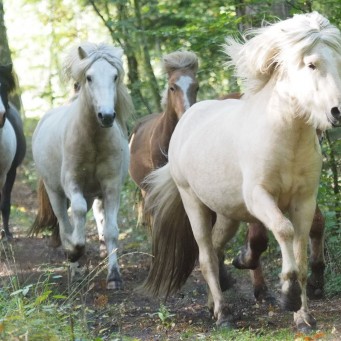 07.10.2018 Weideumtrieb der Junghengste