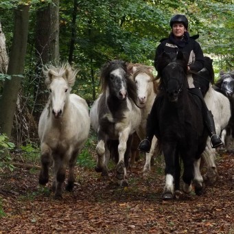 26.10.2014 Die Stuten- und Hengstherden werden umgetrieben