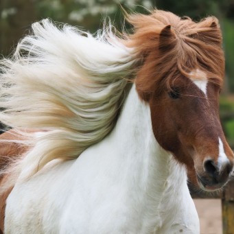 01.05.2015 Gladur von Rutenmühle deckt 2015