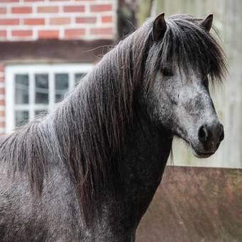 23.02.2014  Reykur von Rutenmühle ist angeritten