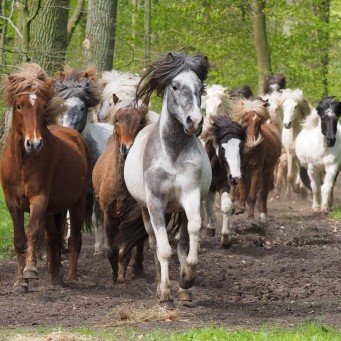 03.05.2015 Weideaustrieb der Junghengste