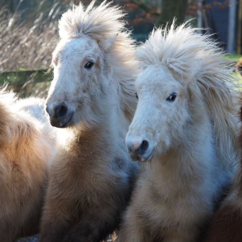 19.01.2015 Gut gelaunte Islandfohlen