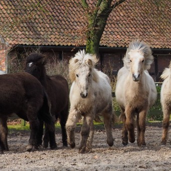 07.03.2015 - Islandfohlen mit sechs Gangarten ;)