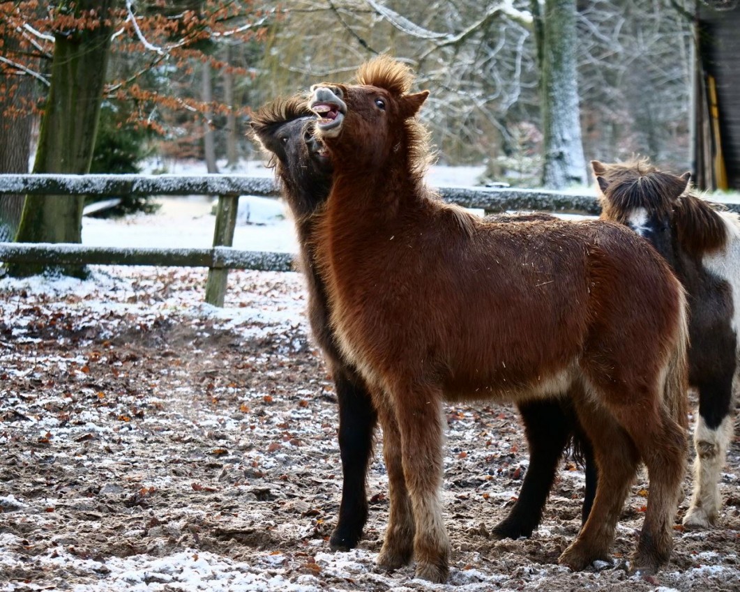 Klick auf das Foto um in die Galerie zu springen