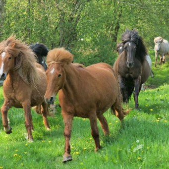 02.05.2019 Weideaustrieb der Islandstuten