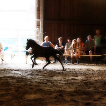 26.07.2018 Fohlenchippen 2018