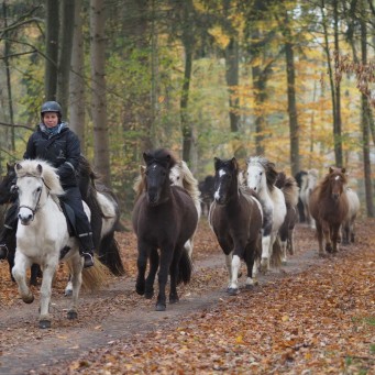 12.11.2016 Weideabtrieb der Islandpferde
