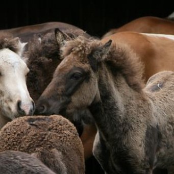 12.06.2014 Termin zur Fohleneintragung im Juli!