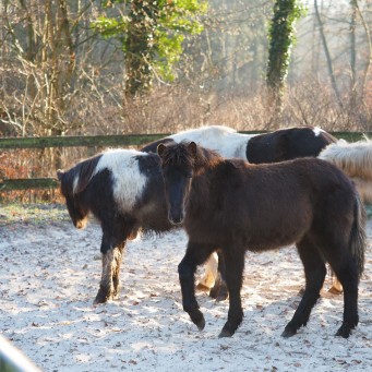 05.01.2014 Islandfohlen im Auslauf