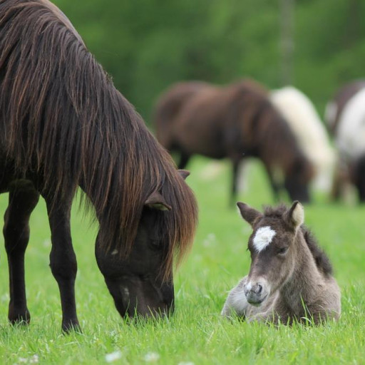 Jungpferdeaufzucht und Gastpferde