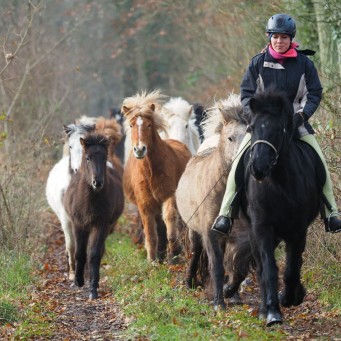 07.12.2014 Weideabtrieb der Islandstuten und Fohlen