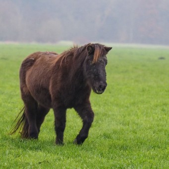 05.12.2014 Die alte Katla, 32 Jahre