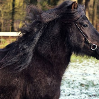 27.01.2019 Drei Jungpferde werden eingeritten