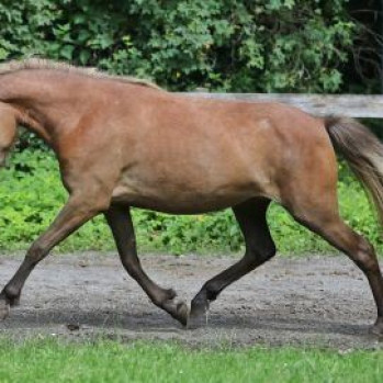 Lumma von Rutenmühle