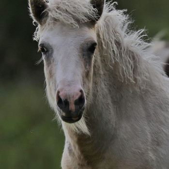 Isabellschimmelstute 2023