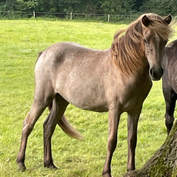 Fuchsfarbwechslerschimmelstute 2023