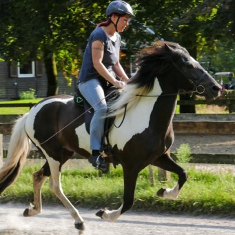 18.08.2014 Drei neue Verkaufspferde